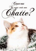 Coucou, un chat pour ta Saint-Valentin !